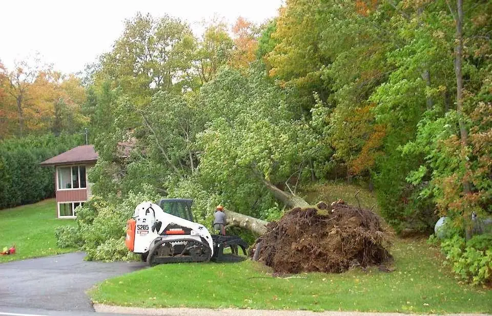 Bobcat Work Fallen-Tree-Cleanup