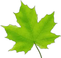 Pro Tree Services Maple Leaf Logo
