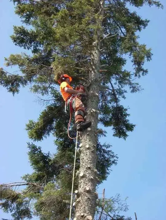 Tree-Climbing-Arborist